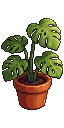 A potted monstera plant